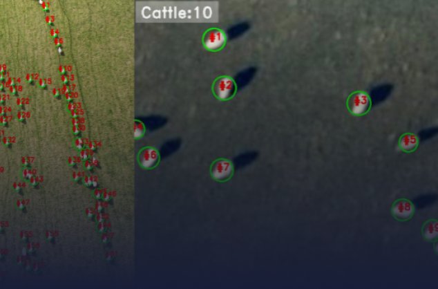 Livestock monitoring